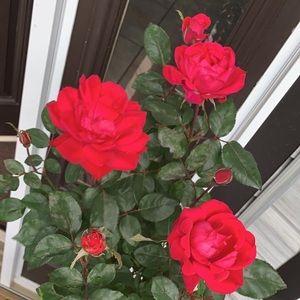 Meet your Posher, Edith